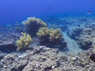 Diving in underwater coral reef world