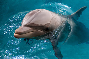 The yong Bottlenose dolphin is swimming in red sea