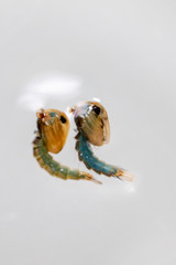 Anopheles sp. is a species of mosquito in the order Diptera, Anopheles sp. in the water for education.