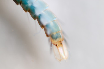 Anopheles sp. is a species of mosquito in the order Diptera, Anopheles sp. in the water for...