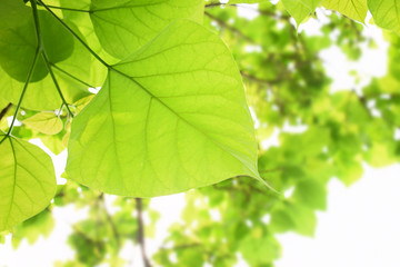 Fototapeta na wymiar Fresh Green Leaves 