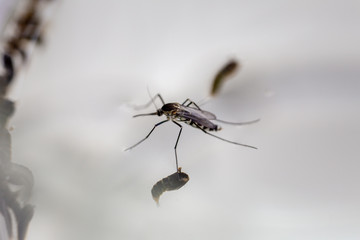 Anopheles sp. is a species of mosquito in the order Diptera, Anopheles sp. in the water for education.