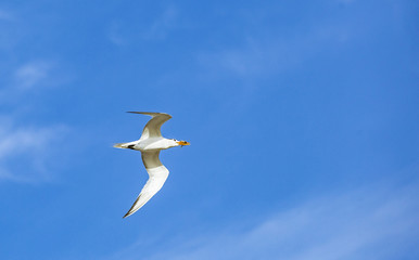 flying seagull with fish in beak