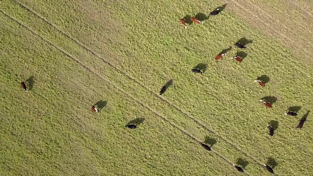 Grazing cattle on pastures aerial view