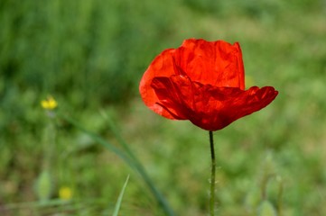 Fototapeta premium red tulip in the grass 