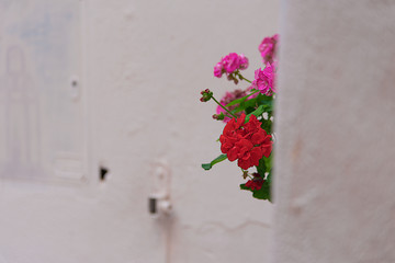 fiori a Sperlonga