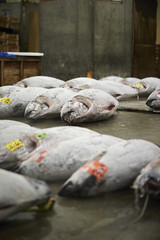 Tsukiji fish market 