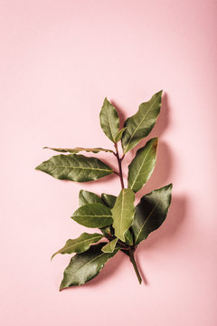 Overhead shoot of laurel branch on pink background with copy space. Top view.