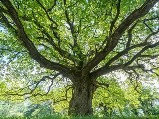 Foto op Canvas majestic old oak tree giving shade in the springtime © makasana photo