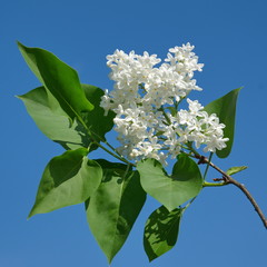 A branch of blooming white lilac on a blue sky background