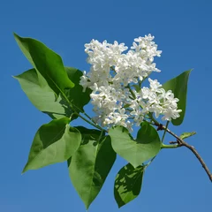 Crédence de cuisine en verre imprimé Lilas Une branche de lilas blanc en fleurs sur fond de ciel bleu