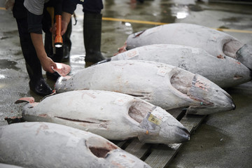Tsukiji fish market 