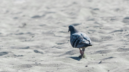 Obraz premium Pigeon Kicking Sand
