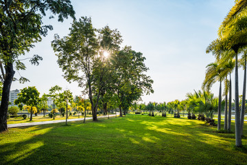 Green grass field with palm tree in Public Park