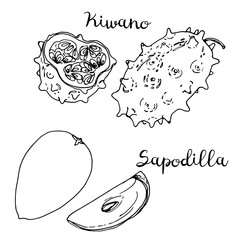Fruits drawn by a line on a white background