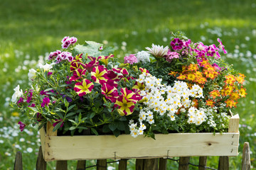 Fototapeta na wymiar Verschiedene Sommerblumen in Holzkiste
