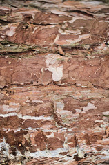 Real tree old wooden texture. Wood background with brown green structure. Natural forest rustic photo. Ecological pine bark.