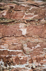 Fototapeta premium Real tree old wooden texture. Wood background with brown green structure. Natural forest rustic photo. Ecological pine bark.