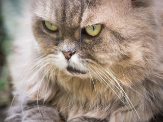 Naklejka na ściany i meble close up face from female gray persian cat with long hair sit in garden with soft focus background