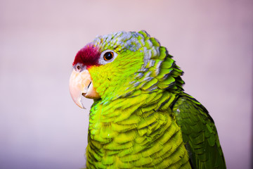 green parrot