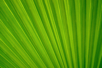 beautiful abstract bright green continuous plant background - fragment of a natural leaf of a palm tree