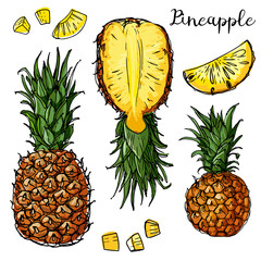 Fruits drawn by a line on a white background