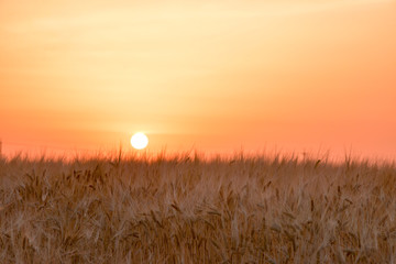 岡山市の収穫前の5月の麦畑に沈む夕日が美しい