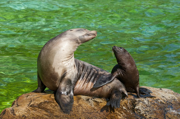 Naklejka premium Robben - Mutter und Jungtier