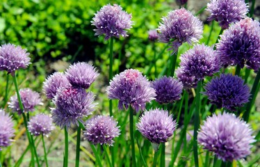 Purple flowers of chives ( Allium schoenoprasum)