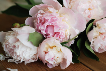 Pink Peoniess Spring summer bouquet Flat Lay Wooden Background Copy space. Beautiful Pik Fresh Flowers.