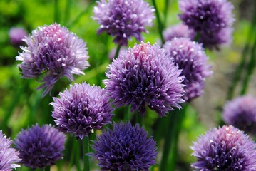 Purple flowers of chives ( Allium schoenoprasum)
