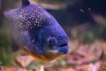 Red bellied piranha