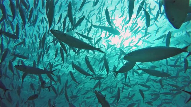 Huge schools of fusiliers and mackerels in the light-flooded ocean