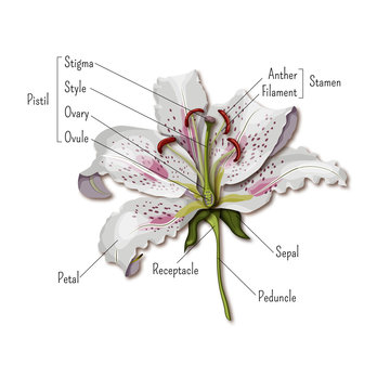 Parts of the flower infographics. Lily flower anatomy. Science for kids.