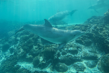 Aquatique