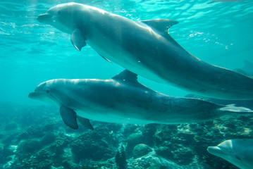 Aquatique