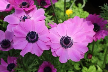 Fototapeta premium BRIGHT PINK ANEMONE POPPIES
