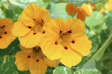 YELLOW GERANIUM FLOWERS