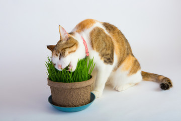 猫とネコ草