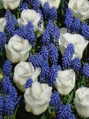 Blue and White Flowers