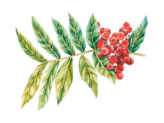 Lentisk watercolor illustration. Branch of mastic tree with red berries and leaves. Pistacia lentiscus isolated on white background.