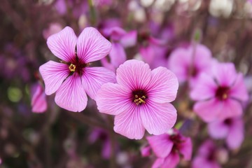 PRETTY PINK FLOWERS
