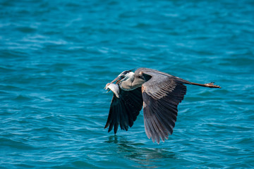 Great Blue Heron with Fish