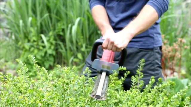 Hecke schneiden mit elektrischer Heckenschere 