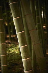 Japanese bamboo forest 