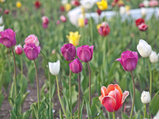 Tulips flowers
