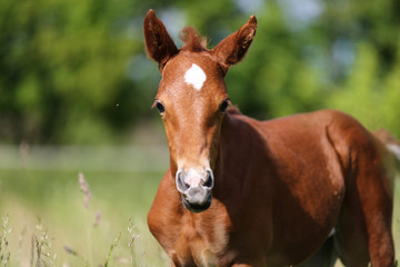 Fototapeta premium Little foal posing pasture for my cameras