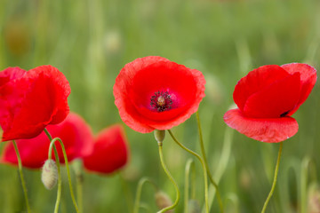 Beautiful Poppy Flowers Bloom On Spring Field