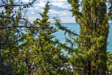 View of the sea from the mountain, where pine trees grow. Montenegro. The Budva Riviera. Becici