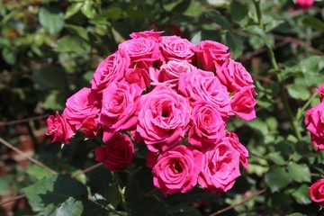 PRETTY PINK ROSES